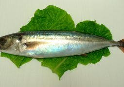 ※初心者必見※日本の海で釣れる魚　～海水魚の豆知識を増やそう・その45～